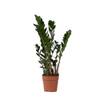 Glücksfeder von Plant in a Box