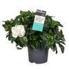 Kap-Jasmin Zimmerpflanze von Plant in a Box