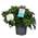 Kap-Jasmin Zimmerpflanze von Plant in a Box