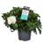 Plant in a Box Kap-Jasmin Zimmerpflanze