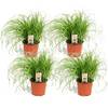 Katzengras von Plant in a Box