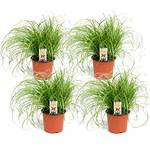 ‎Plant in a Box Katzengras