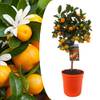Orangenbaum von Plant in a Box