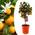 Orangenbaum von Plant in a Box