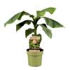 Musa Basjoo von Plant in a Box