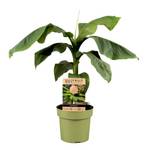 Plant in a Box Musa Basjoo