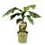 Plant in a Box Musa Basjoo