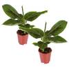 Musa Orientalischer Zwerg von Plant in a Box
