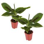 ‎Plant in a Box Musa Orientalischer Zwerg