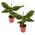 Musa Orientalischer Zwerg von Plant in a Box