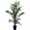 Phoenix Canariensis von Plant in a Box