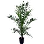 Plant in a Box Phoenix Canariensis