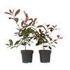 Photinia fraseri 'Rotkehlchen' von Plant in a Box