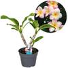 Plumeria Hawaiian von Plant in a Box