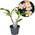 Plumeria Hawaiian von Plant in a Box