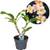 ‎Plant in a Box Plumeria Hawaiian