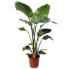 Strelitzia Nicolai von Plant in a Box