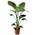Strelitzia Nicolai von Plant in a Box