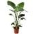 Plant in a Box Strelitzia Nicolai