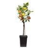 Trio Apfelbaum von Plant in a Box