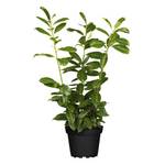 PlantaPro Kirschlorbeer Heckenpflanzen
