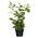 Kirschlorbeer von PlantaPro