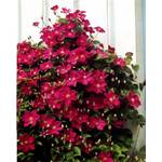 Plantapro 312041