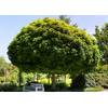 Acer platanoides 'Globosum' von PlantaPro
