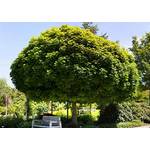 Plantapro Acer platanoides 'Globosum'