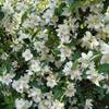 Bauernjasmin von PlantaPro