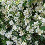 PlantaPro Bauernjasmin