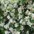 PlantaPro Bauernjasmin