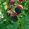 Brombeere Black Satin von PlantaPro