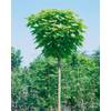 Catalpa bignonioides 'Nana' Sta von PlantaPro