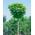 Catalpa bignonioides 'Nana' Sta von PlantaPro