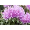 Catawba-Rhododendron von PlantaPro
