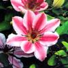 Clematis Nelly Moser von PlantaPro