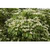 Cornus kousa chinensis 'China Girl' von PlantaPro