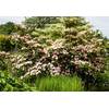 Cornus kousa chinensis Satomi von PlantaPro