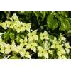 Cornus kousa chinensis 'Schmetterling' von PlantaPro