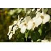 Cornus kousa chinensis von PlantaPro