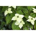 Plantapro Cornus kousa