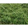 Cotoneaster Dammeri Radicans von PlantaPro