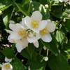 Duftjasmin von PlantaPro