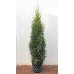 Plantapro Edel-Thuja im Topf
