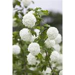 Plantapro Gefüllter Schneeball