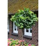 Plantapro Ginkgo-Stämmchen