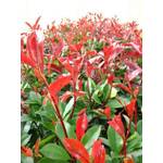 Plantapro Glanzmispel