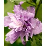 PlantaPro Hibiscus Syriacus Ardens