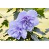 Hibiscus syriacus Blue Chiffon von PlantaPro